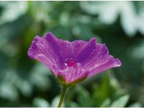 Gardena 01169-20.000.00  Таймер подачи воды