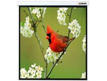 Экран Lumien Master Picture LMP-100129 (220x220см)